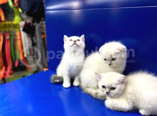 British Shorthair Dünyası