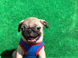Erkek Orji̇nal Pug Mops