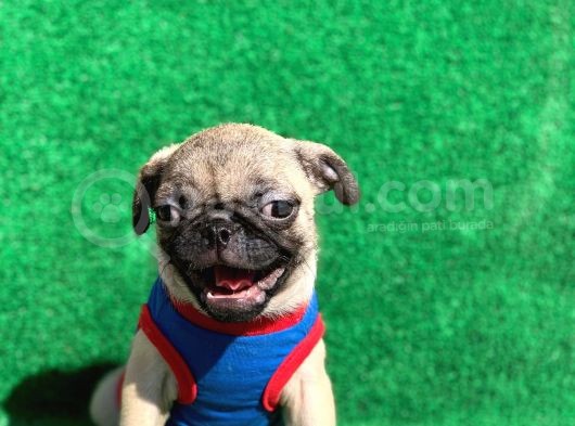 Erkek Orji̇nal Pug Mops görsel