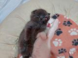 Eşsiz Scottish Fold Safkan Beyaz Yavru