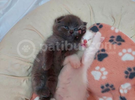 Eşsiz Scottish Fold Safkan Beyaz Yavru görsel