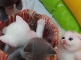 Eşsiz Scottish Fold Safkan Beyaz Yavru