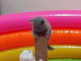 Eşsiz Scottish Fold Safkan Beyaz Yavru