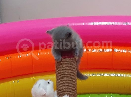 Eşsiz Scottish Fold Safkan Beyaz Yavru görsel