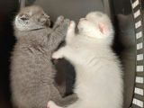 Eşsiz Scottish Fold Safkan Beyaz Yavru