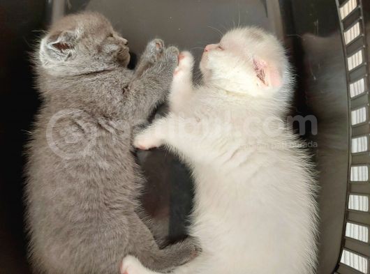 Eşsiz Scottish Fold Safkan Beyaz Yavru görsel