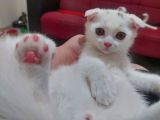 Eşsiz Scottish Fold Safkan Beyaz Yavru