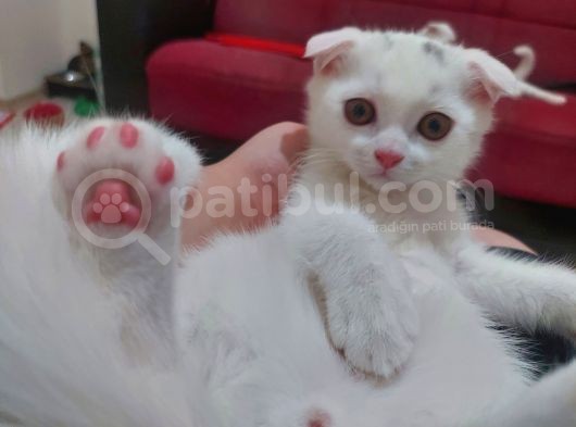Eşsiz Scottish Fold Safkan Beyaz Yavru