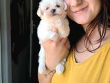Maltese Yavru (Bursa Köpek Okulu)