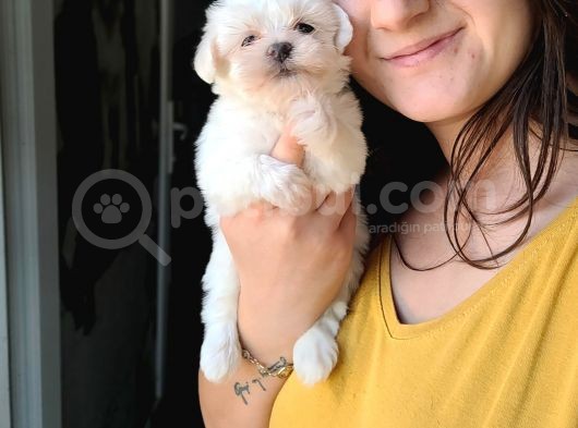Maltese Yavru (Bursa Köpek Okulu)