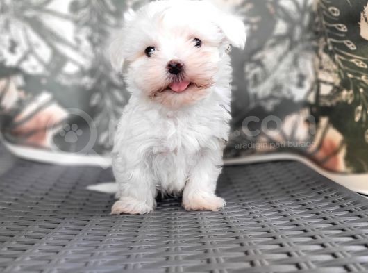 Maltese Yavru (Bursa Köpek Okulu) görsel