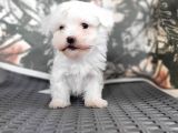 Maltese Yavru (Bursa Köpek Okulu)