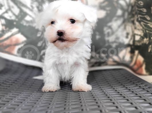 Maltese Yavru (Bursa Köpek Okulu) görsel