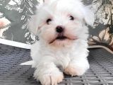 Maltese Yavru (Bursa Köpek Okulu)