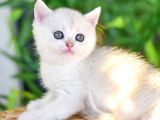 Silver Erkek Safkan - Şecereli