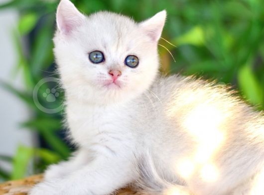 Silver Erkek Safkan - Şecereli