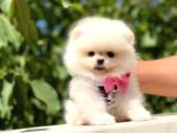 Ayı Surat Pomeranian