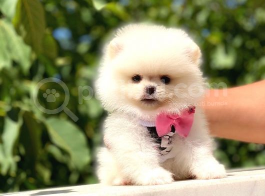 Ayı Surat Pomeranian görsel