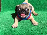 Erkek Orji̇nal Pug Mops