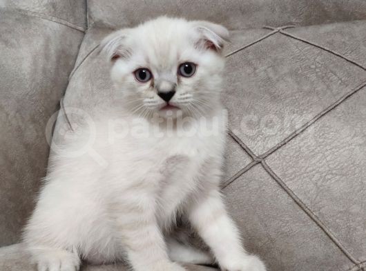 Saf Kan Erkek Bebekler görsel