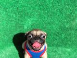 Erkek Orji̇nal Pug Mops