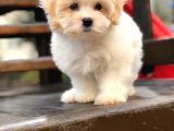 Orjinal Maltıpoo
