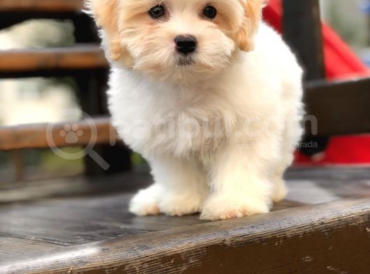 Orjinal Maltıpoo görsel
