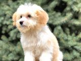 Dizayn Irk Gold Morkie
