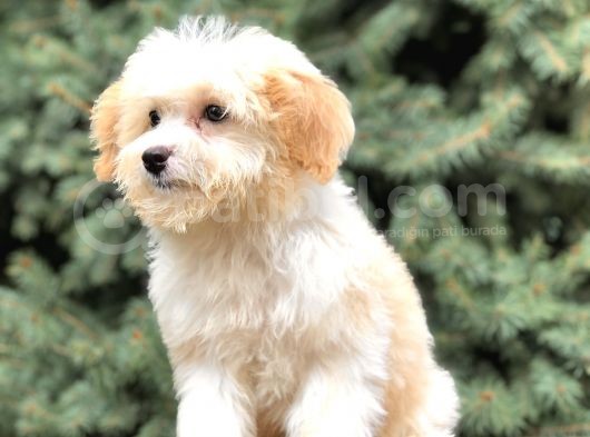 Dizayn Irk Gold Morkie görsel