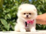 Ayı Surat Pomeranian