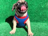 Erkek Orji̇nal Pug Mops