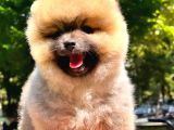 Orange Güzelli̇k Pomerani̇an