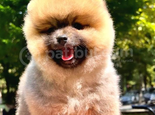 Orange Güzelli̇k Pomerani̇an