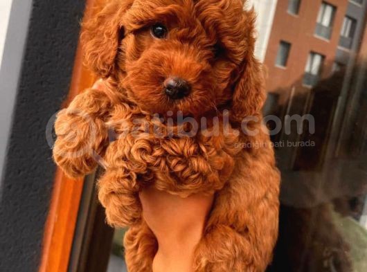 Redbrown Bebekler görsel