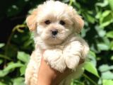 Dizayn Irk Maltıpoo