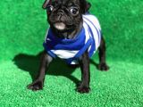 Erkek Si̇yah Safkan Pug