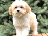 Dizayn Irk Gold Morkie