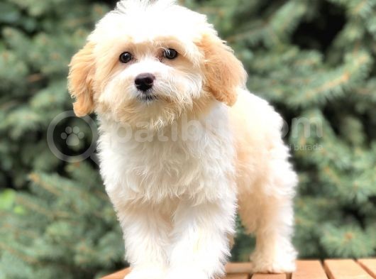 Dizayn Irk Gold Morkie görsel