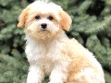 Dizayn Irk Gold Morkie
