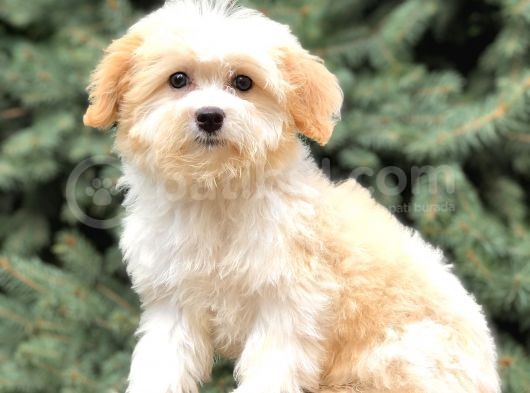 Dizayn Irk Gold Morkie