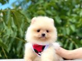 Teacup Krem Pomerani̇an