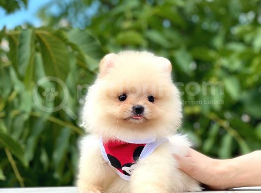 Teacup Krem Pomerani̇an görsel