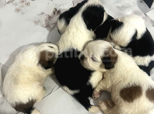 Küçük Bebeklerim Rezerve’ye Açıldı