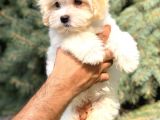Orjinal Maltıpoo