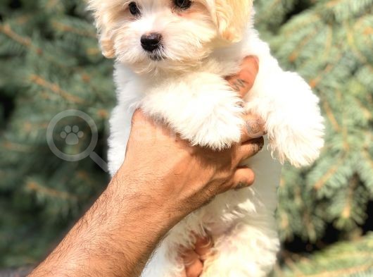 Orjinal Maltıpoo görsel