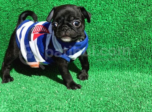 Erkek Si̇yah Safkan Pug görsel
