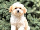 Dizayn Irk Gold Morkie