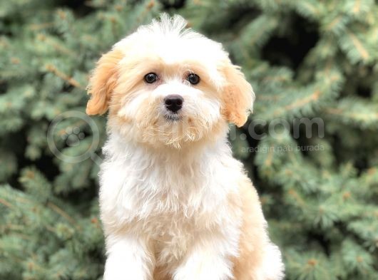 Dizayn Irk Gold Morkie görsel