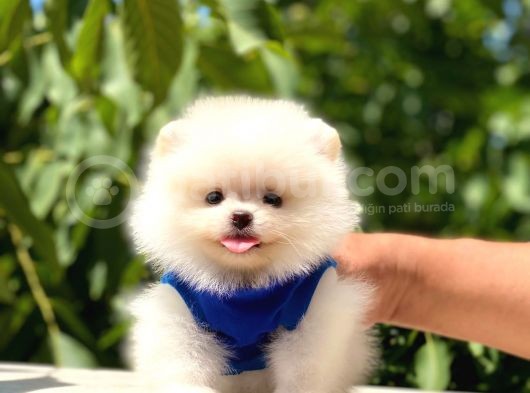 Üst Kalite Pomeranian görsel