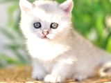 Silver Dişi Safkan - Şecereli